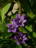 Campanula glomerata. Часть побега с аномальными 6-членными и нормальными цветками. Красноярский край, Тунгусско-Чунский р-н, Государственный природный заповедник \"Тунгусский\", пр. берег р. Подкаменная Тунгуска. 11.07.2010.