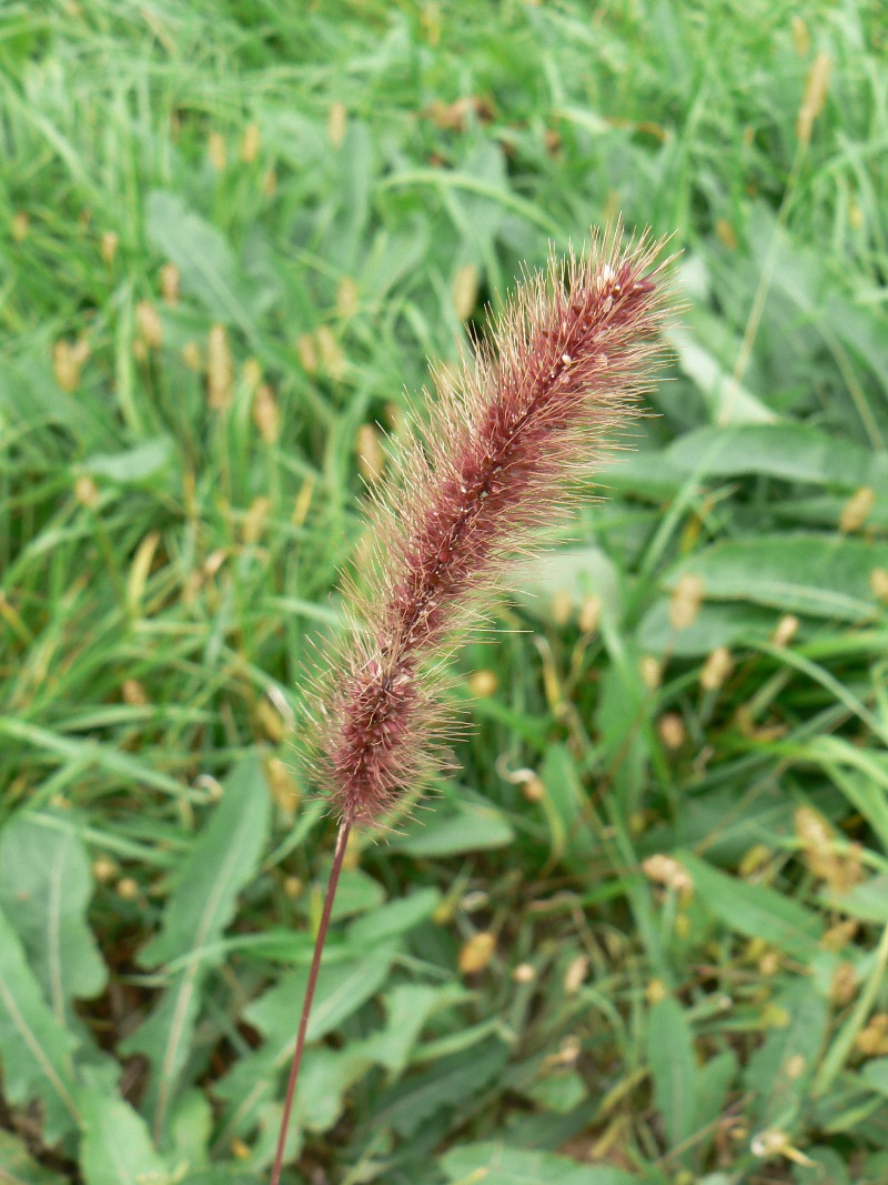 Image of Setaria pumila specimen.