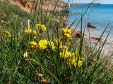 Oxalis pes-caprae form pleniflora. Цветущие растения в сообществе с Avena. Греция, Эгейское море, о. Сирос, юго-восточное побережье, возле пешеходной тропы на высоком берегу. 20.04.2021.