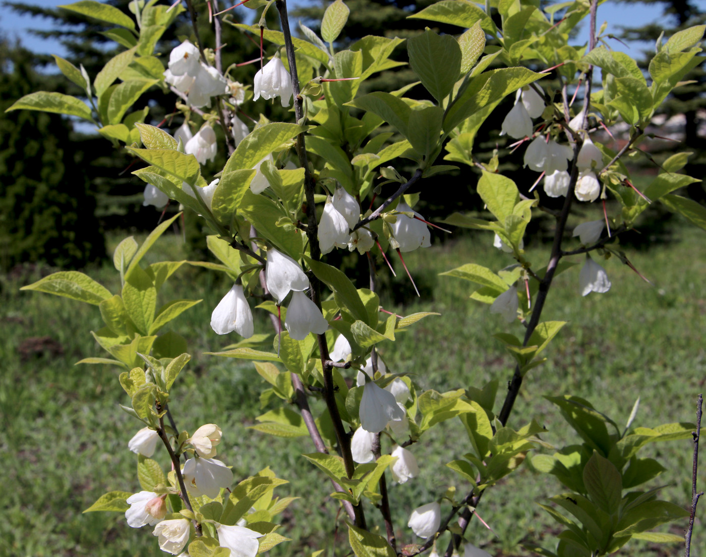 Image of Halesia carolina specimen.