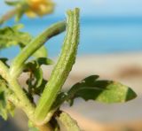 genus Oenothera. Плод. Республика Абхазия, Гудаутский р-н, г. Новый Афон, песчаный участок пляжа. Июль 2021 г.