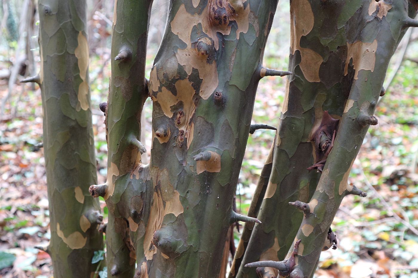 Изображение особи Pseudocydonia sinensis.