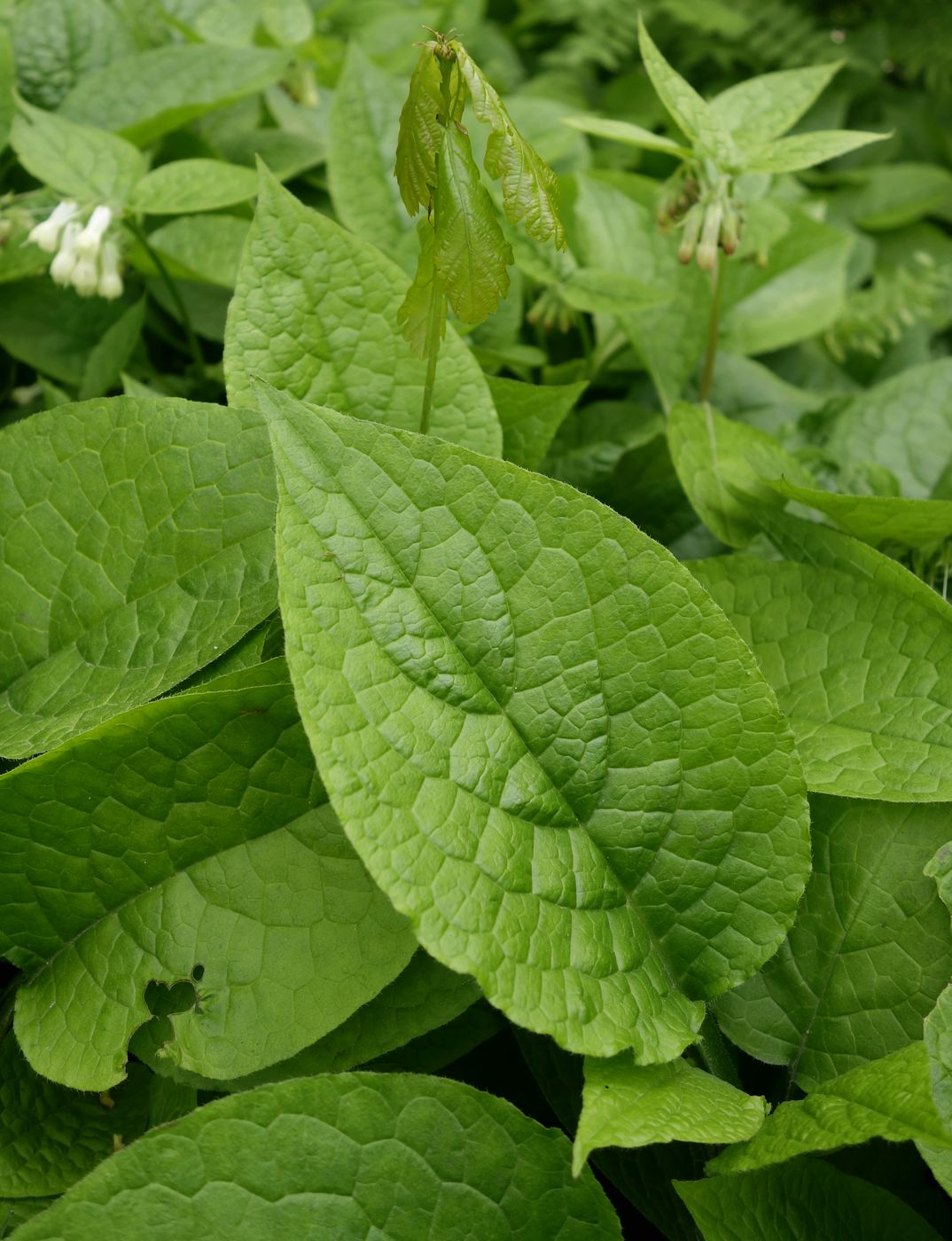 Image of Symphytum grandiflorum specimen.