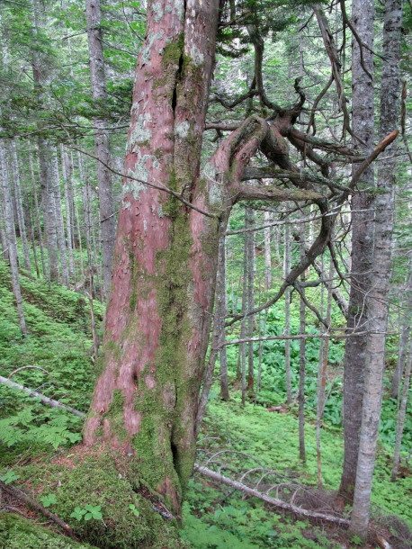 Image of Taxus cuspidata specimen.