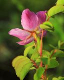 Rosa koreana. Верхушка побега с цветком (вид со стороны чашечки). Приморский край, окр. г. Дальнегорск, падь Партизанская, известняковый каменистый гребень водораздела, среди лиственничного леса. 11.06.2022.