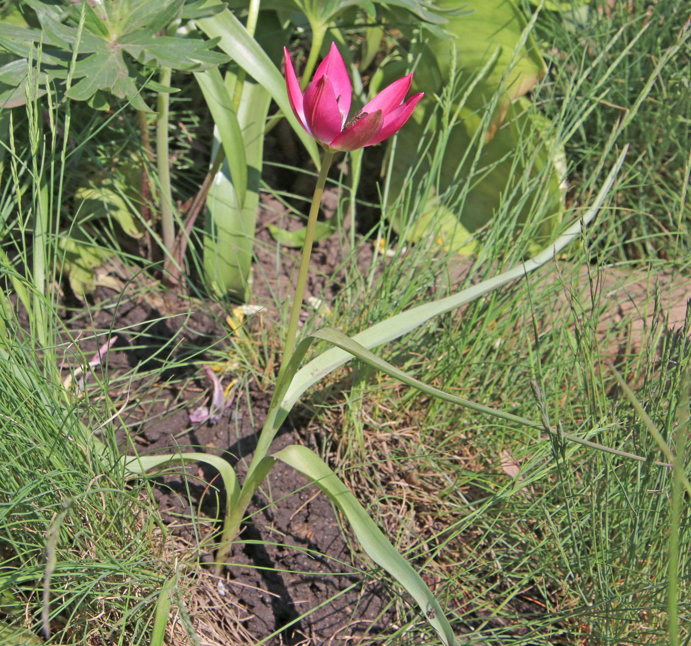 Image of Tulipa humilis specimen.