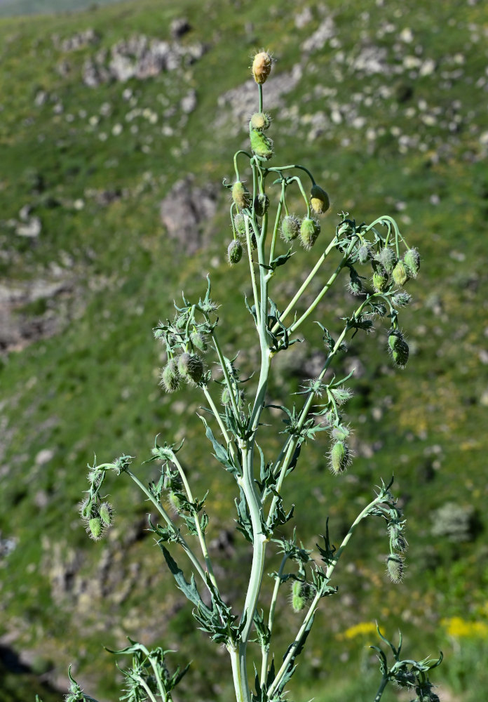 Изображение особи род Papaver.