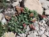 Astragalus lasiocalyx