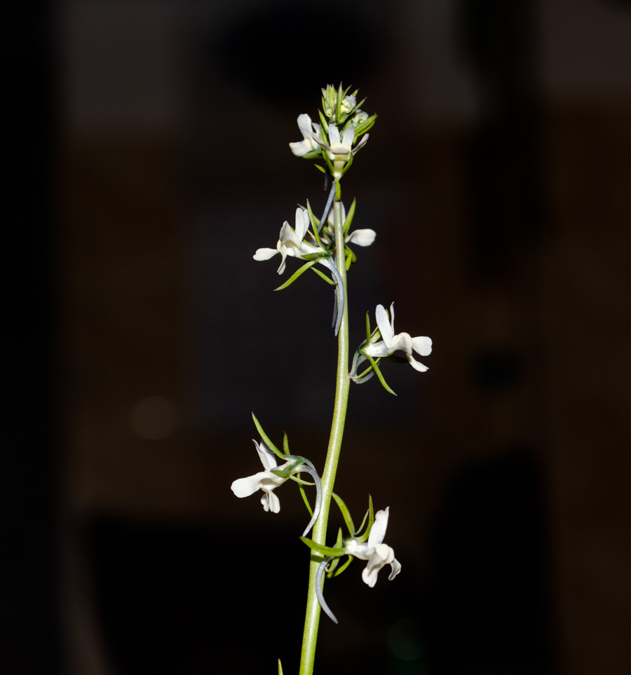 Image of Linaria chalepensis specimen.