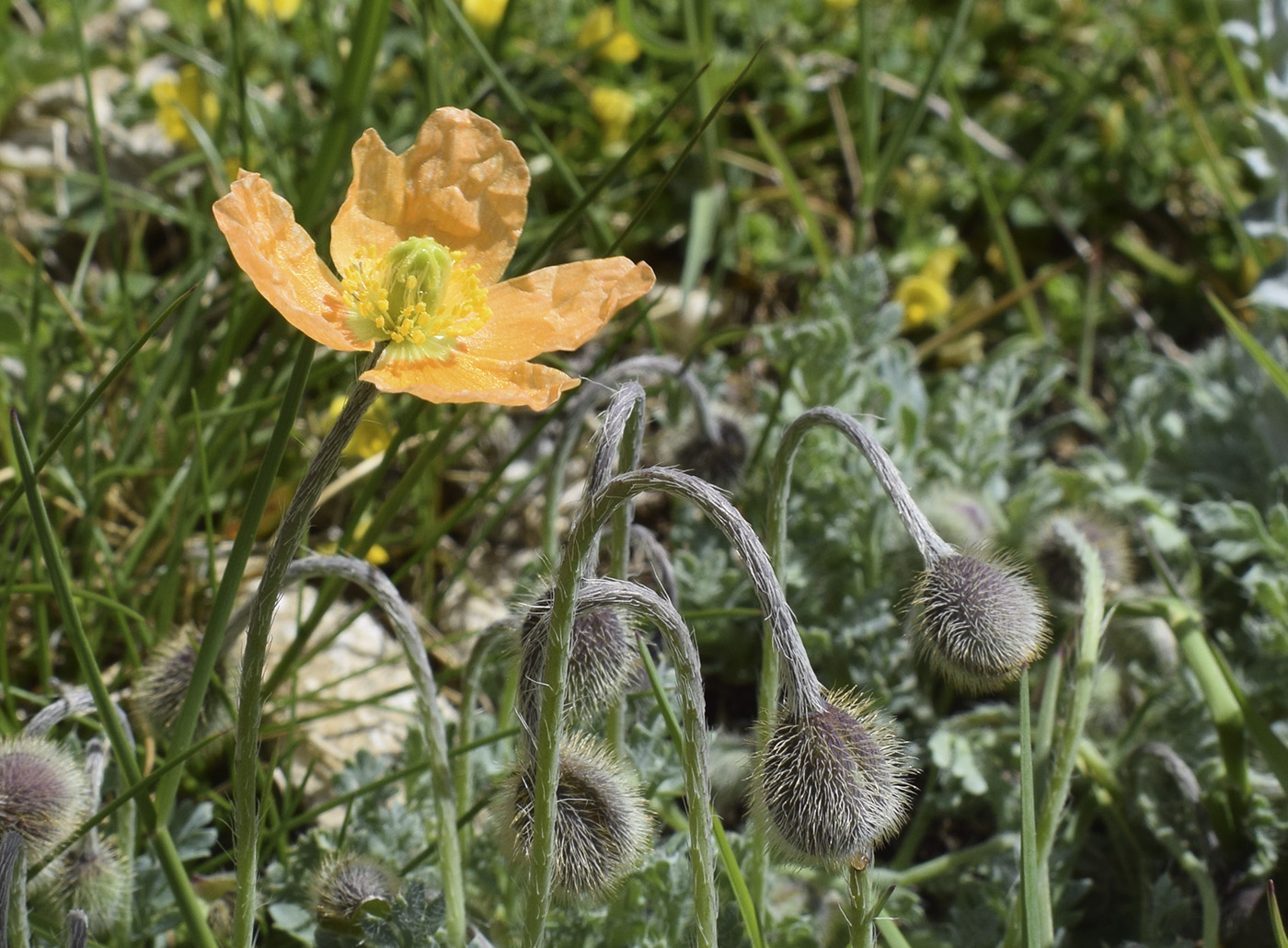 Image of Papaver lapeyrouseanum specimen.