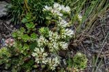 Sedum oppositifolium. Цветущие растения (рядом растут Sempervivum caucasicum). Ингушетия, Джейрахский р-н, ур. Вовнушки, ≈ 1200 м н.у.м., каменистый склон. 24.07.2022.