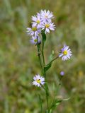 Tripolium pannonicum подвид tripolium. Верхушка цветущего растения с мухой. Иркутская обл., Усть-Ордынский р-н, окр. пгт Усть-Орда, дол. р. Куда, солонцеватый луг. 14.08.2022.