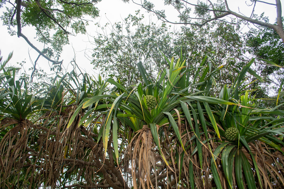 Image of Pandanus odorifer specimen.