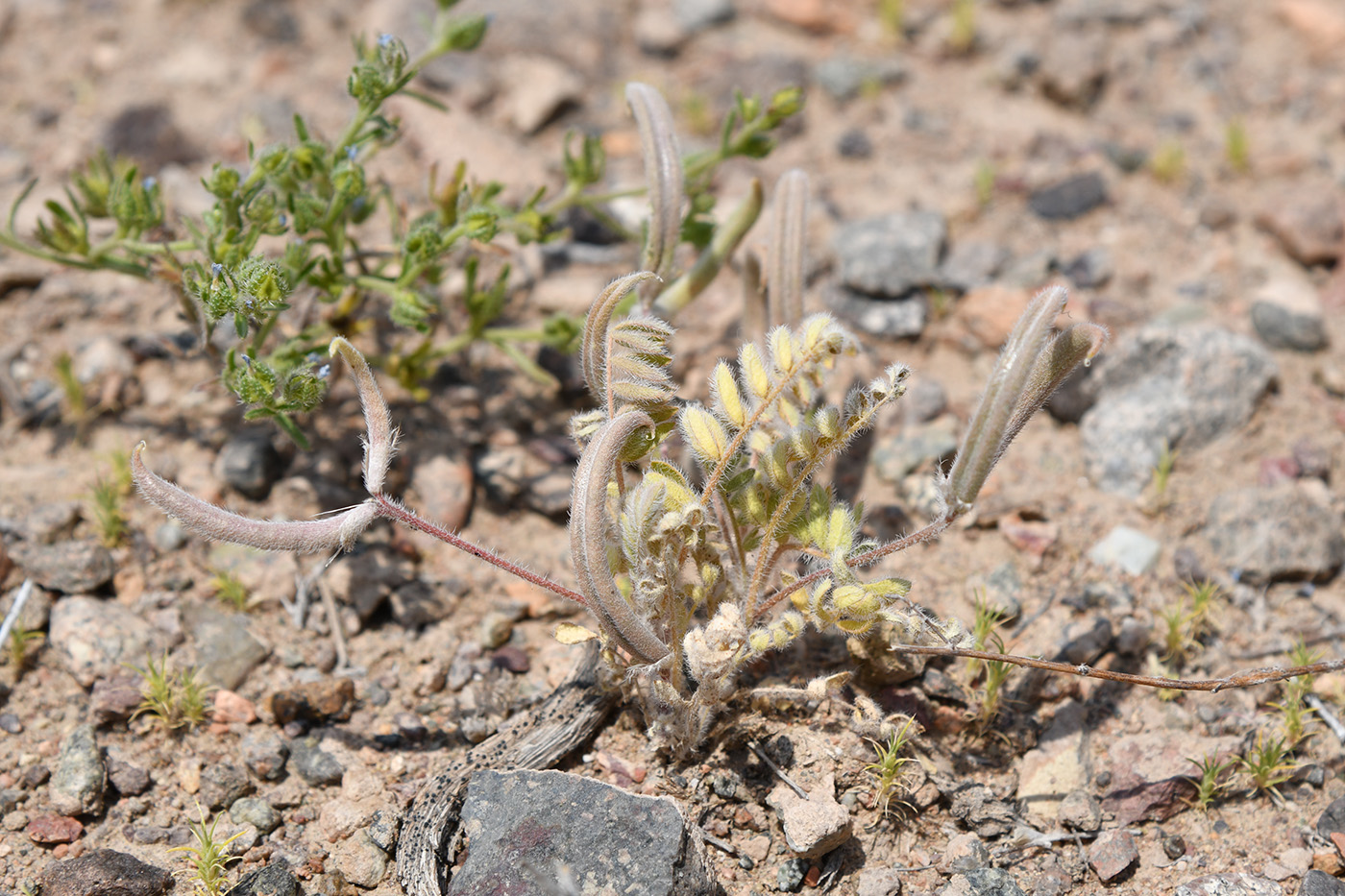 Изображение особи Astragalus commixtus.