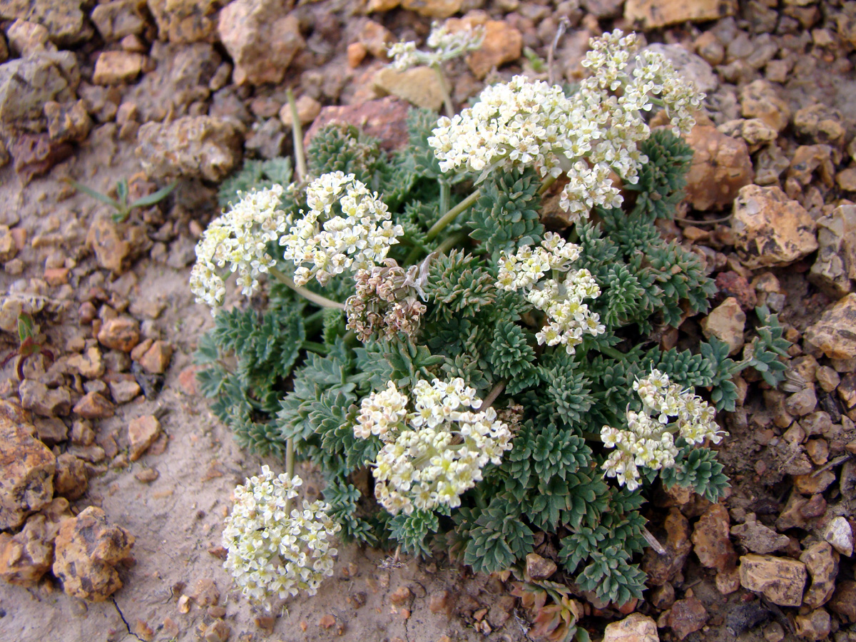 Image of Lomatocarpa alata specimen.