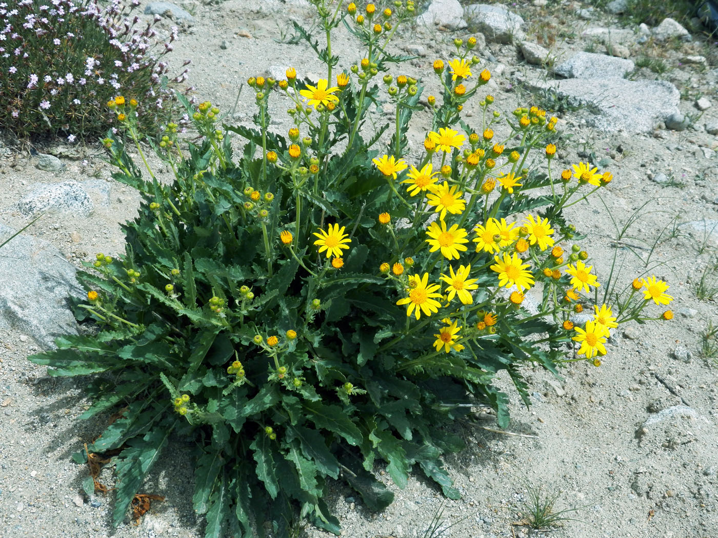 Image of Senecio korshinskyi specimen.