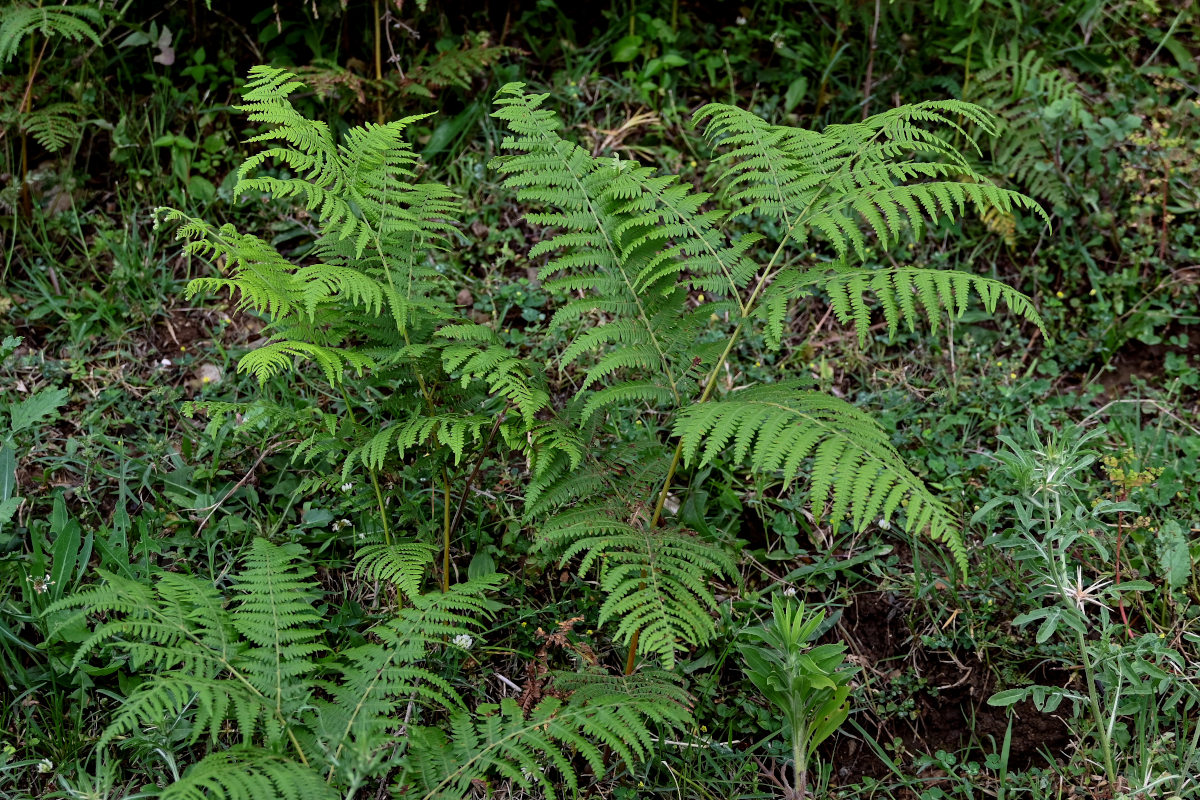 Image of Pteridium tauricum specimen.