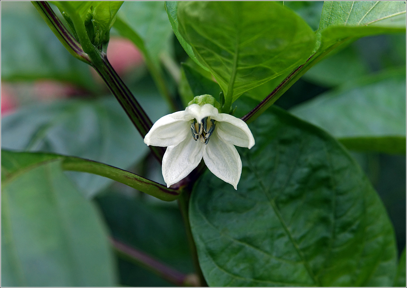 Image of Capsicum annuum specimen.