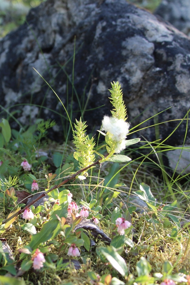 Изображение особи Salix hastata.