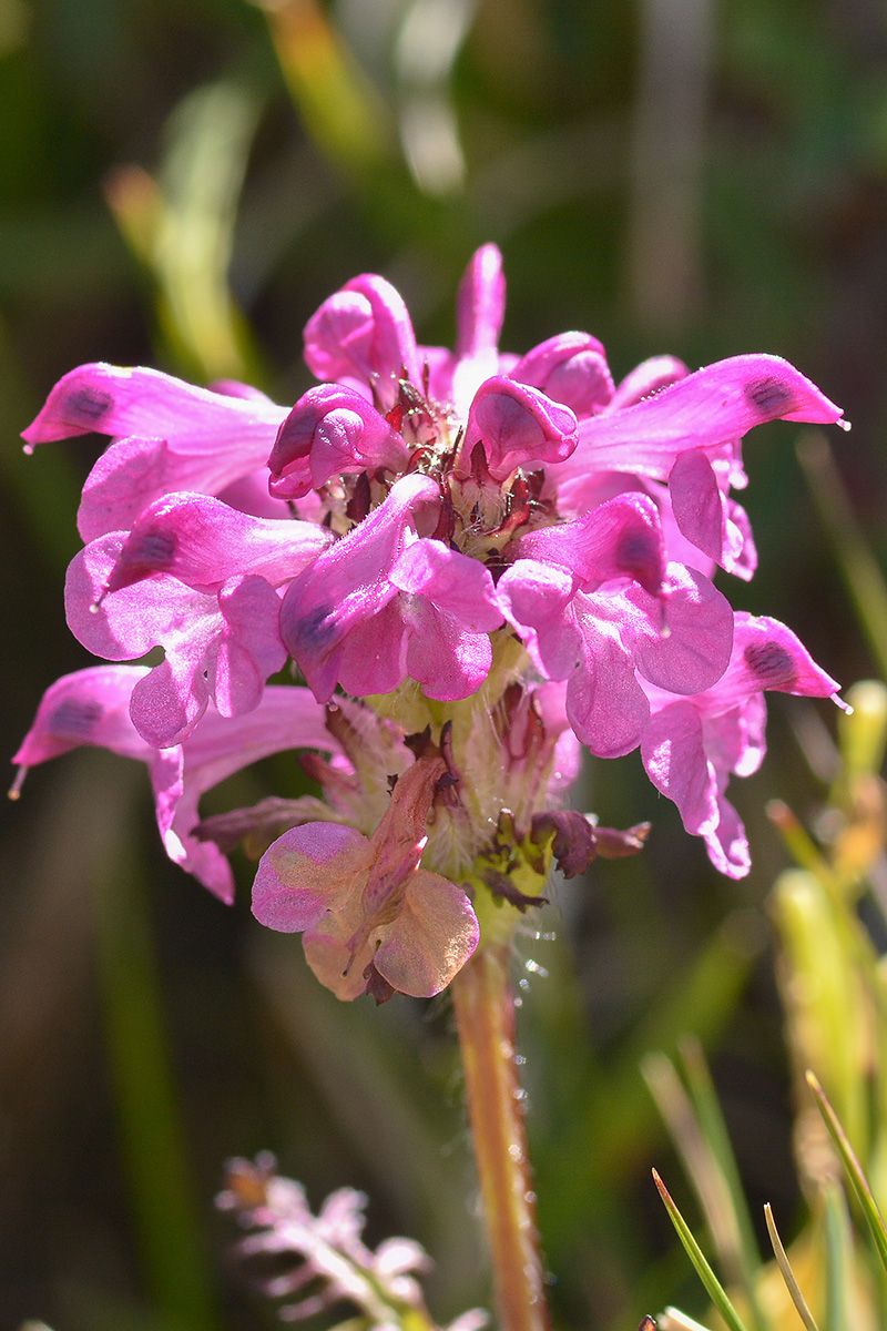 Image of Pedicularis crassirostris specimen.