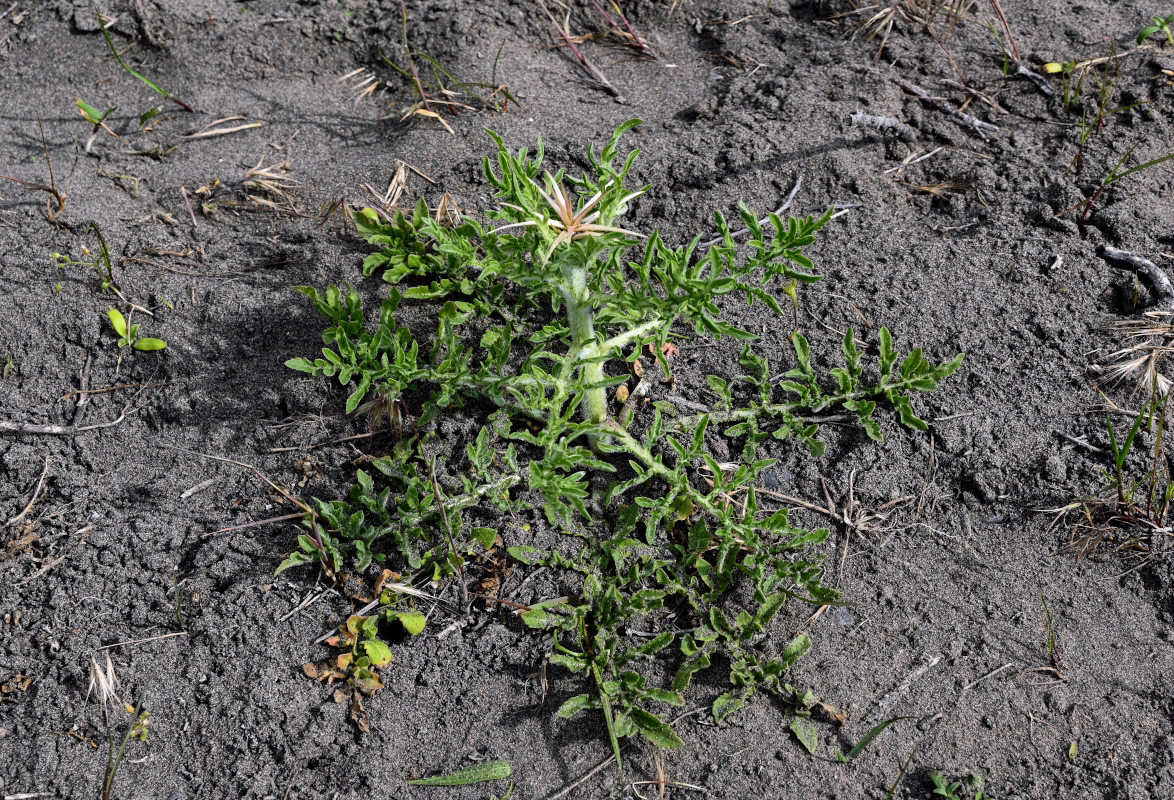 Изображение особи Centaurea iberica.