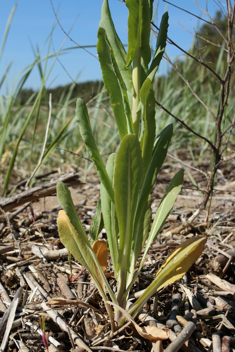 Image of Isatis tinctoria specimen.