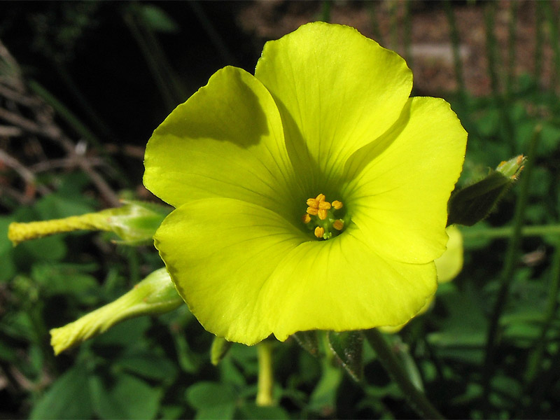 Image of Oxalis pes-caprae specimen.