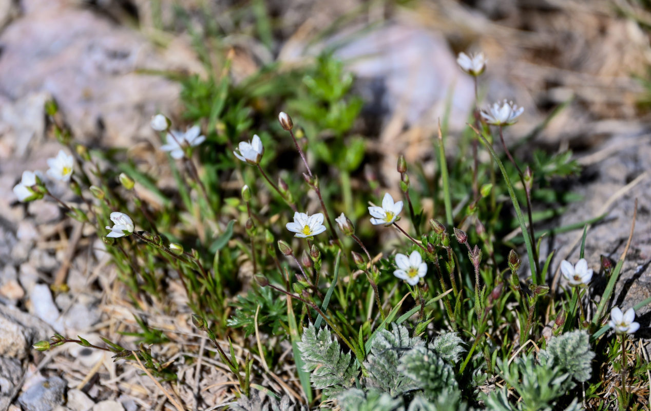 Image of Minuartia verna specimen.