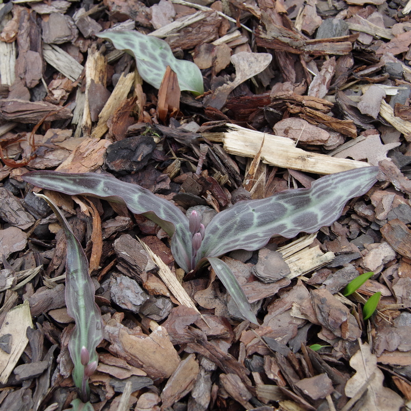 Image of Erythronium helenae specimen.