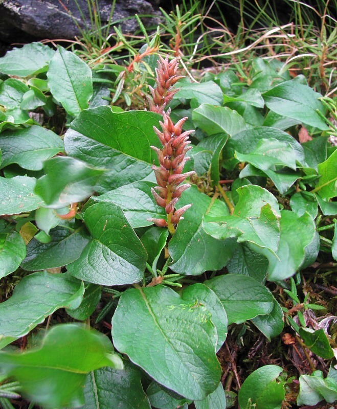 Image of Salix arctica specimen.