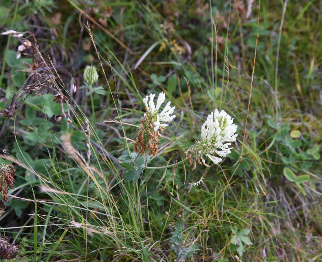 Image of Trifolium canescens specimen.