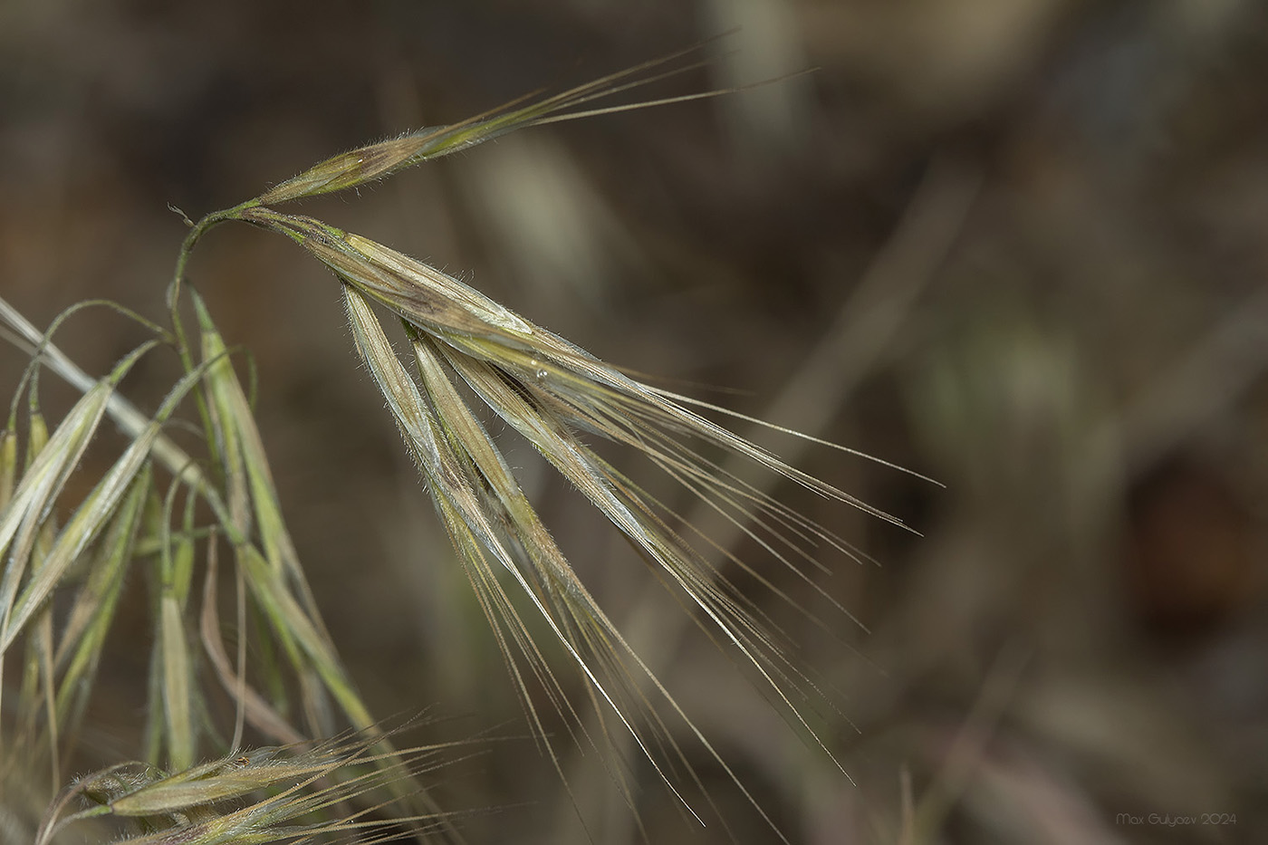 Изображение особи Anisantha tectorum.