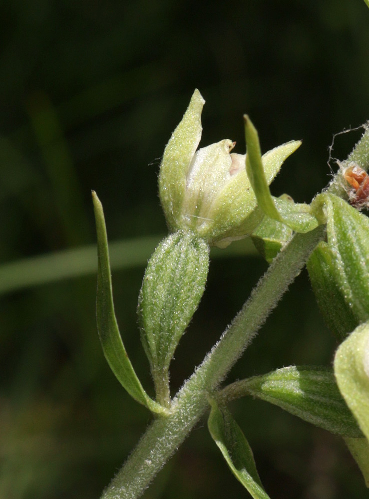 Image of Epipactis krymmontana specimen.