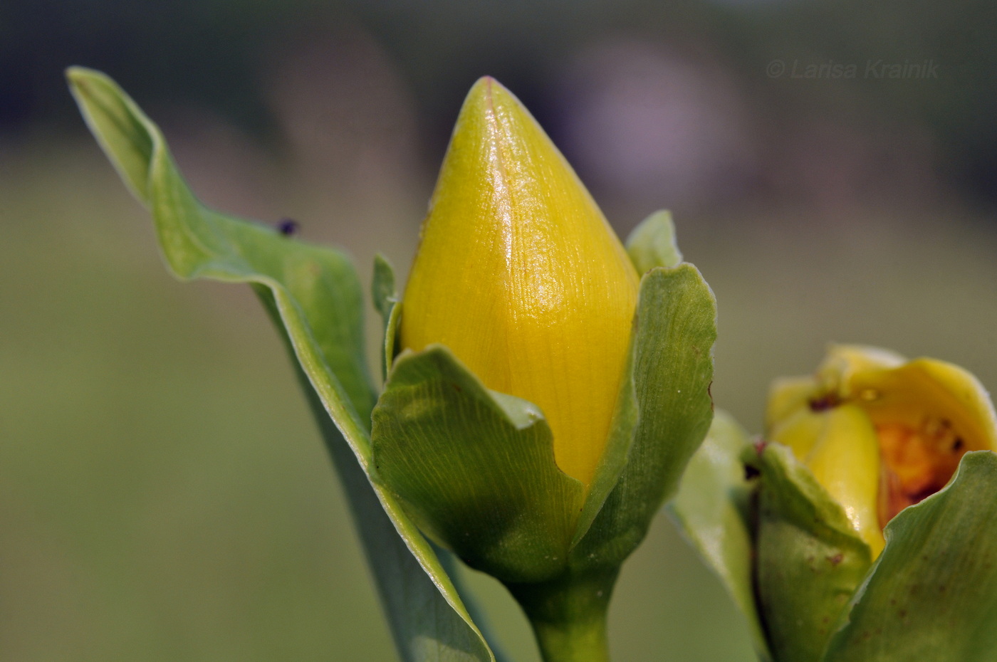 Изображение особи Hypericum ascyron.