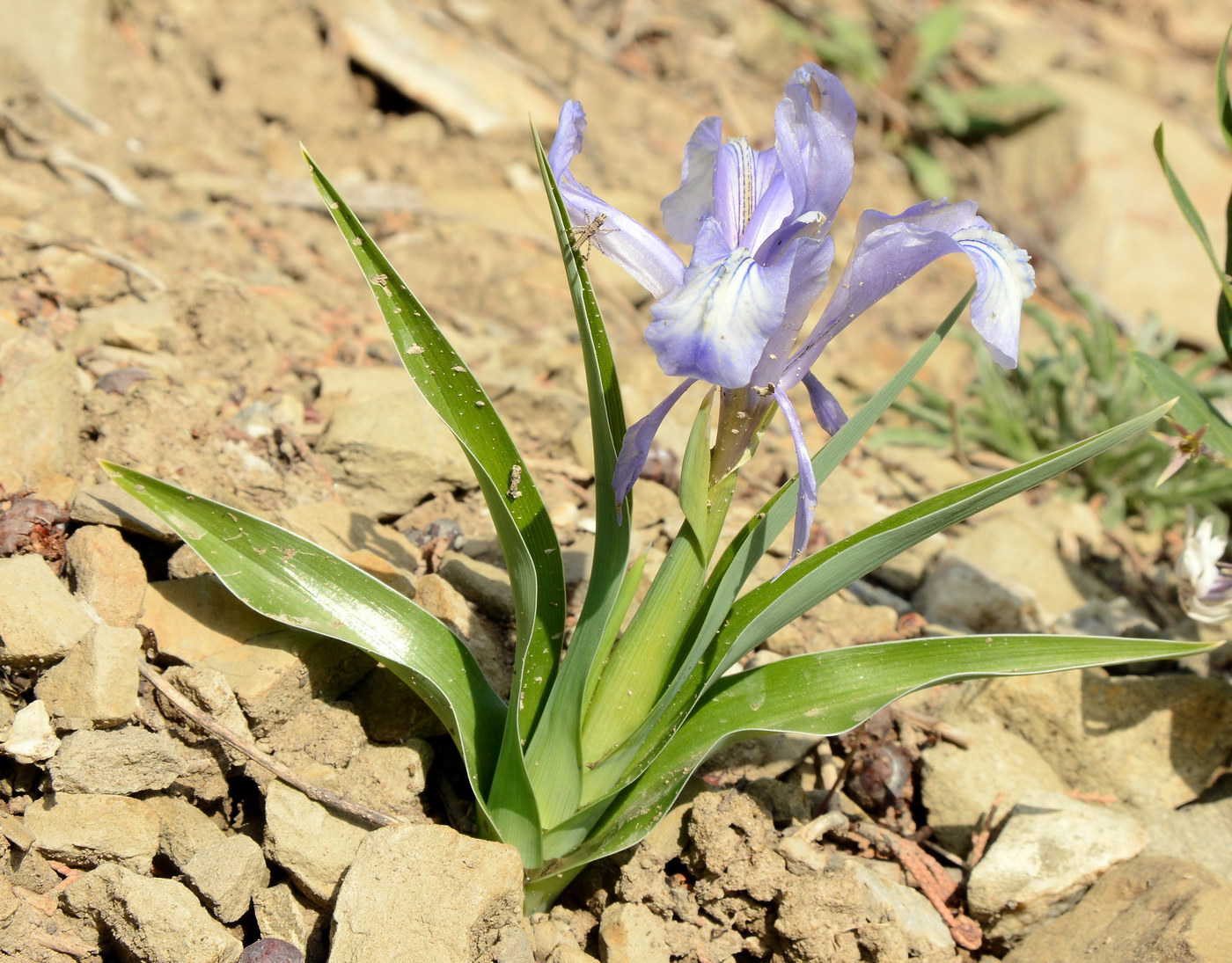 Image of Juno graeberiana specimen.