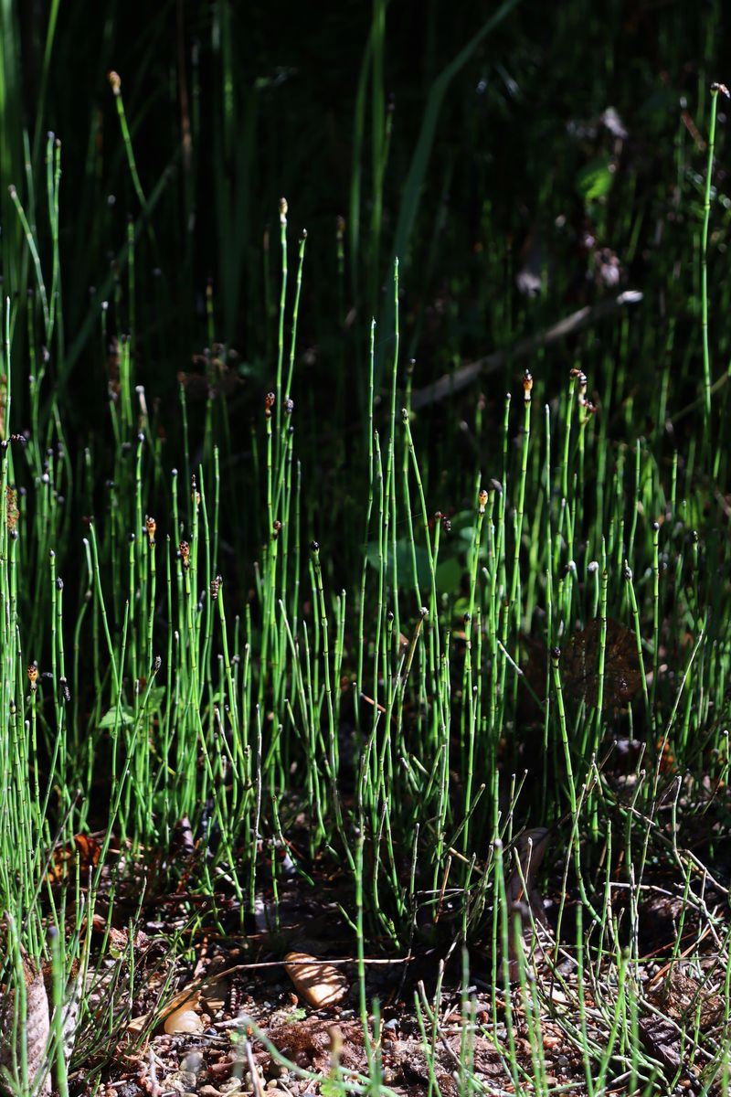 Изображение особи Equisetum variegatum.