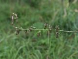 Campanula rapunculoides