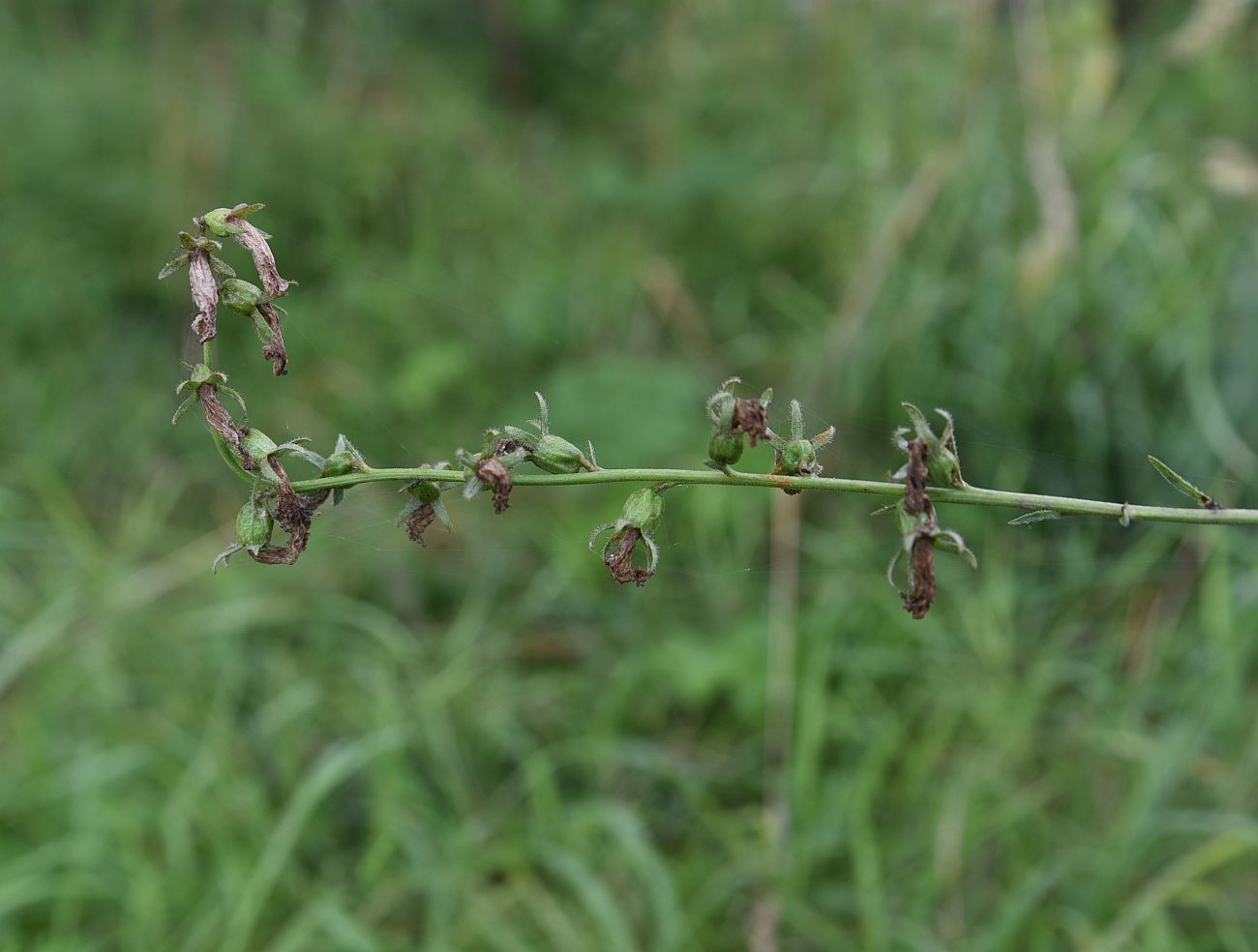 Image of Campanula rapunculoides specimen.