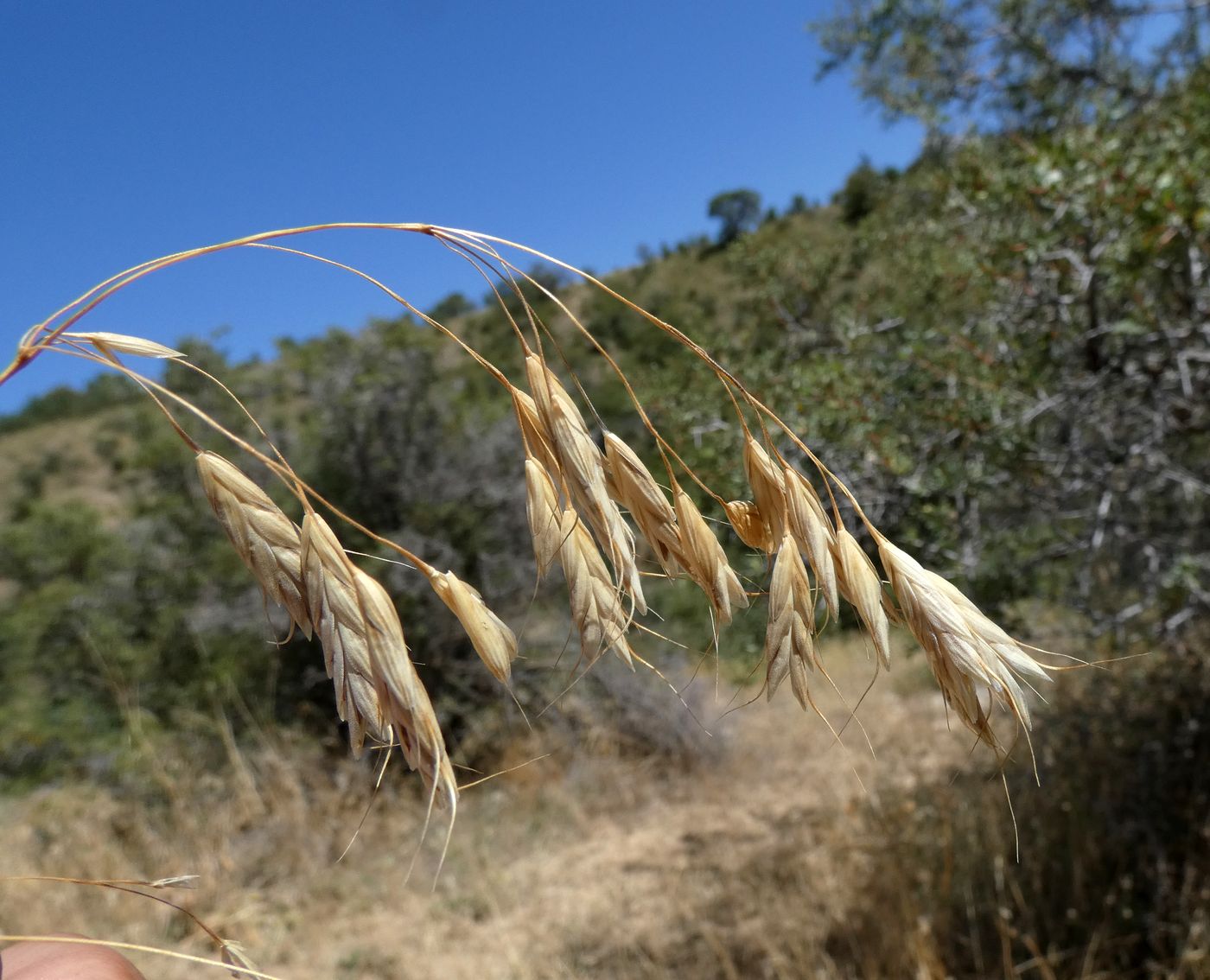 Image of Bromus oxyodon specimen.