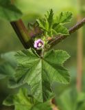 Malva verticillata variety neuroloma. Часть побега с соцветием. Приморский край, г. Владивосток, на газоне. 07.09.2024.