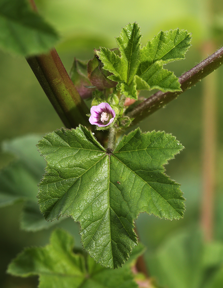 Image of Malva verticillata var. neuroloma specimen.