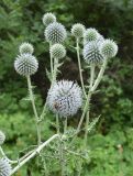 Echinops sphaerocephalus