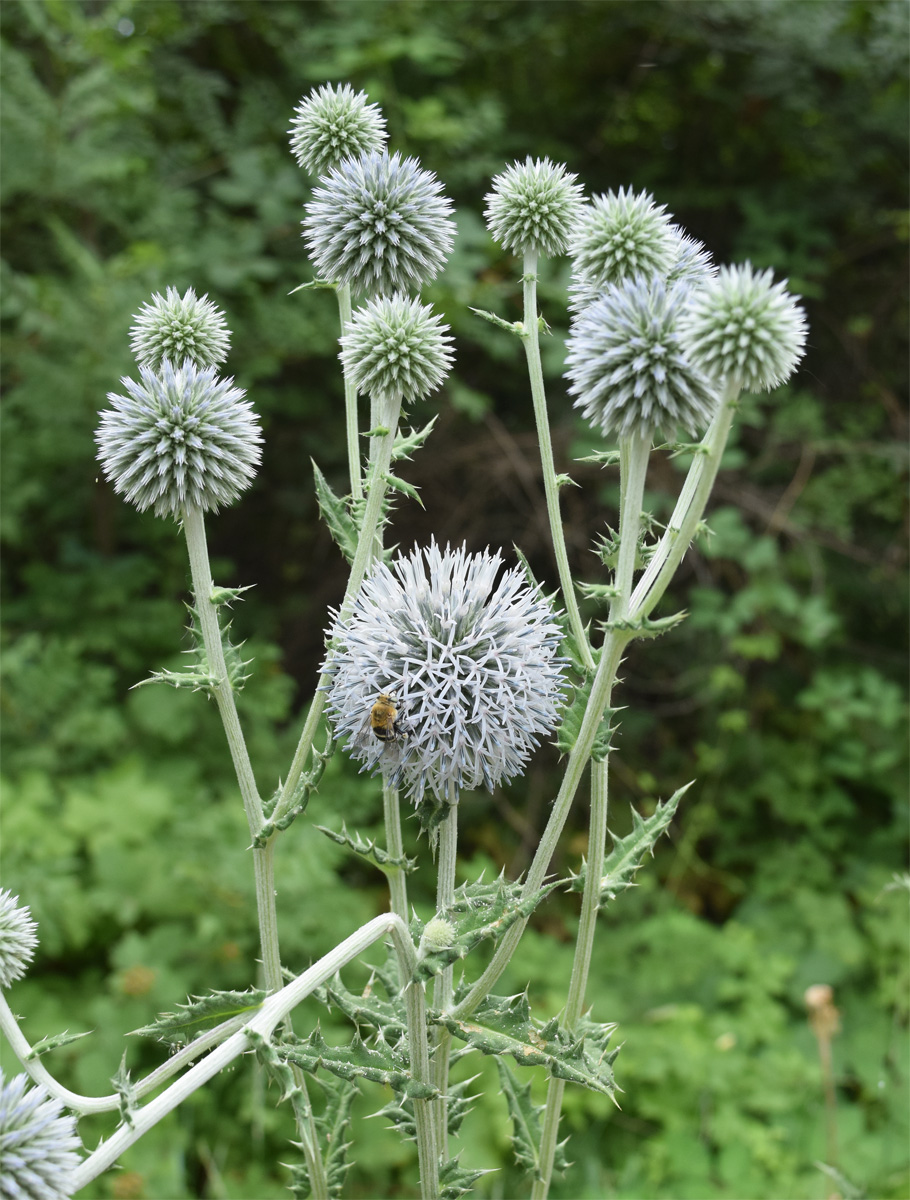 Image of Echinops sphaerocephalus specimen.