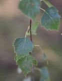 Betula pendula. Лист. Липецкая обл., Данковский р-н, окр. дер. Масловка, 1 км выше устья р. Паники, лесополоса. 3 августа 2024 г.