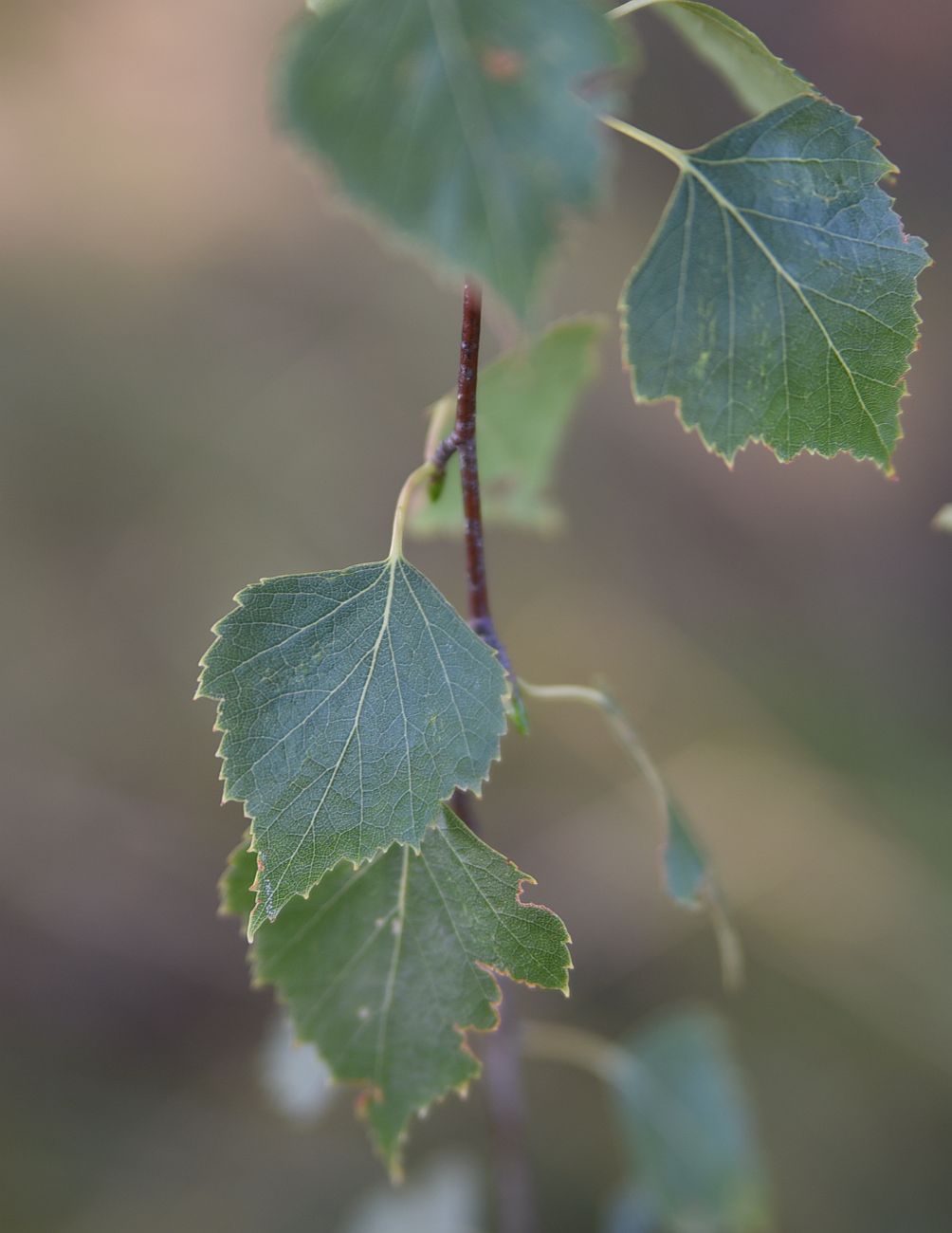 Image of Betula pendula specimen.