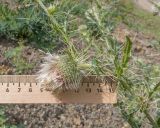 Cirsium echinus. Часть веточки с отцветающим соцветием. Кабардино-Балкария, Черекский р-н, окр. с/п Верхняя Балкария, левый борт долины р. Хашхасу, ≈ 2200 м н.у.м., мелкощебнистая осыпь из ожелезнённого песчаника. 31.07.2024.