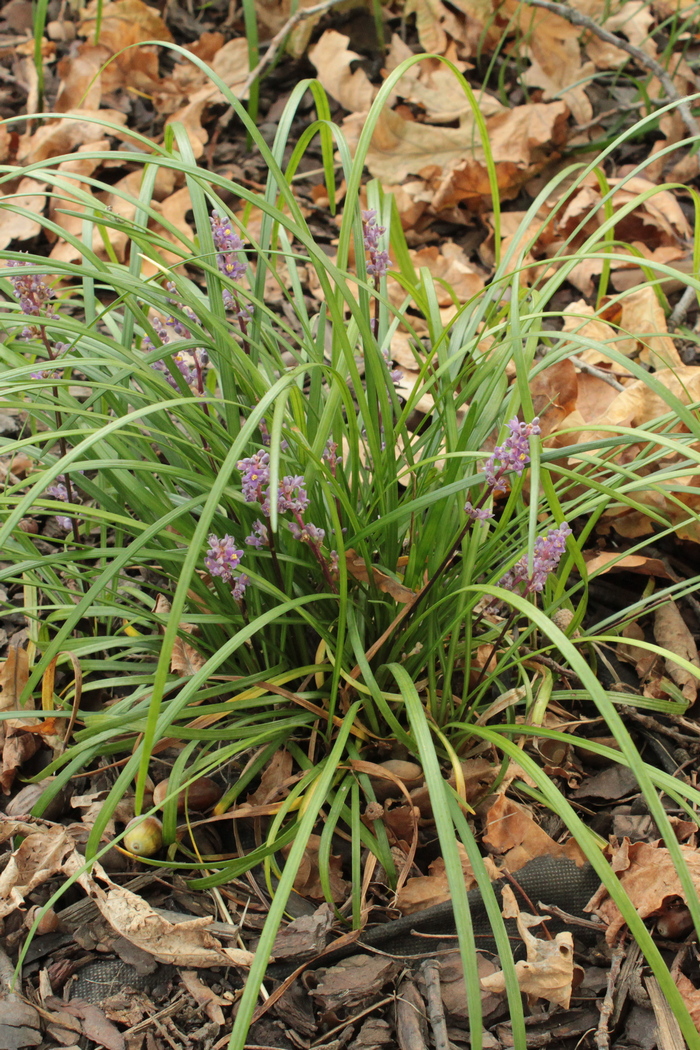 Изображение особи Liriope spicata.