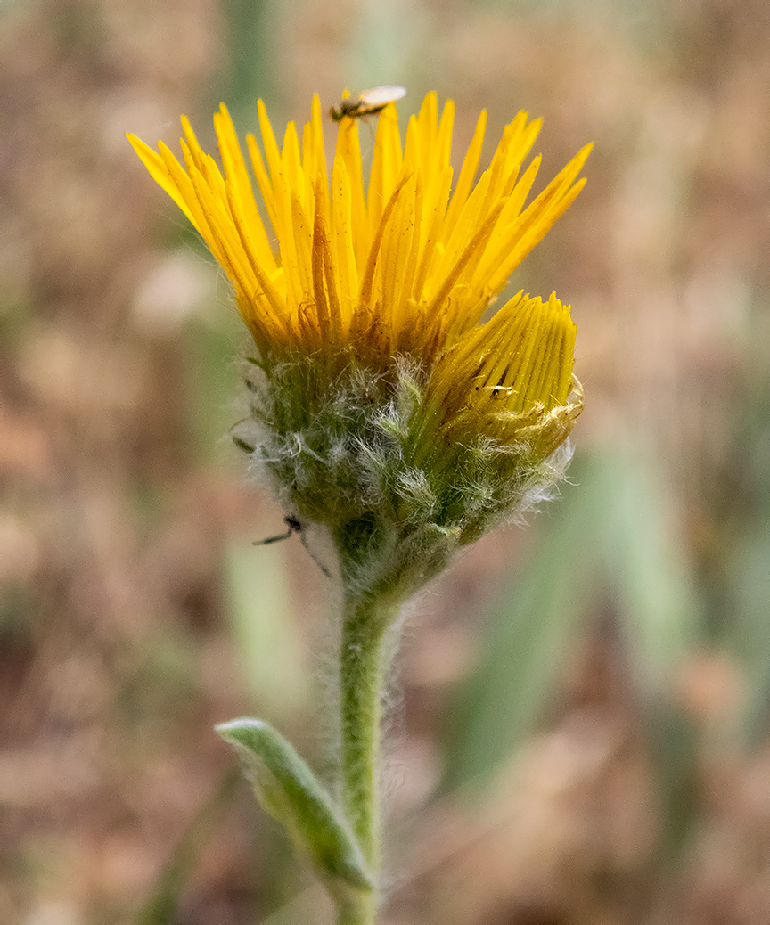 Image of Inula oculus-christi specimen.