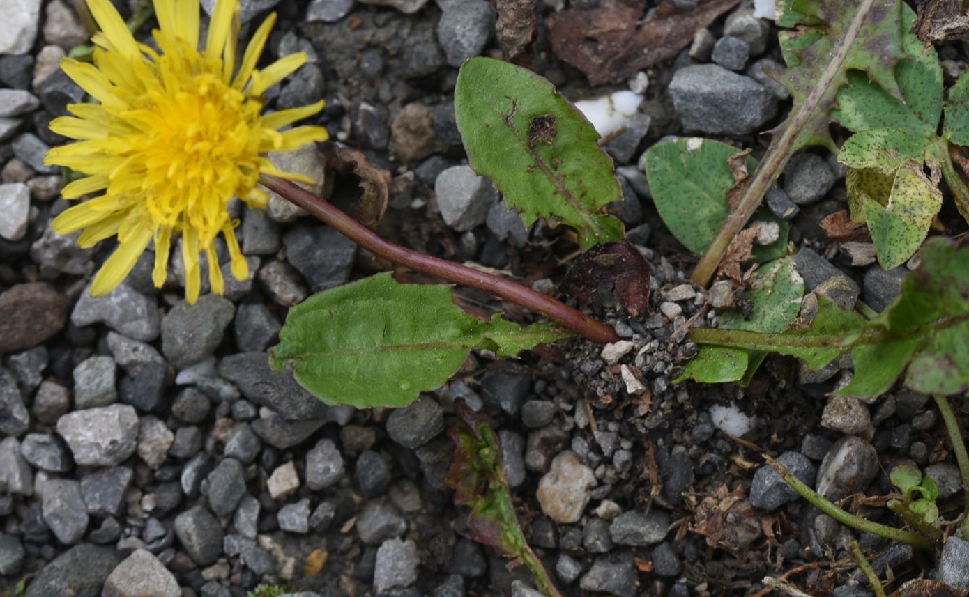 Изображение особи род Taraxacum.