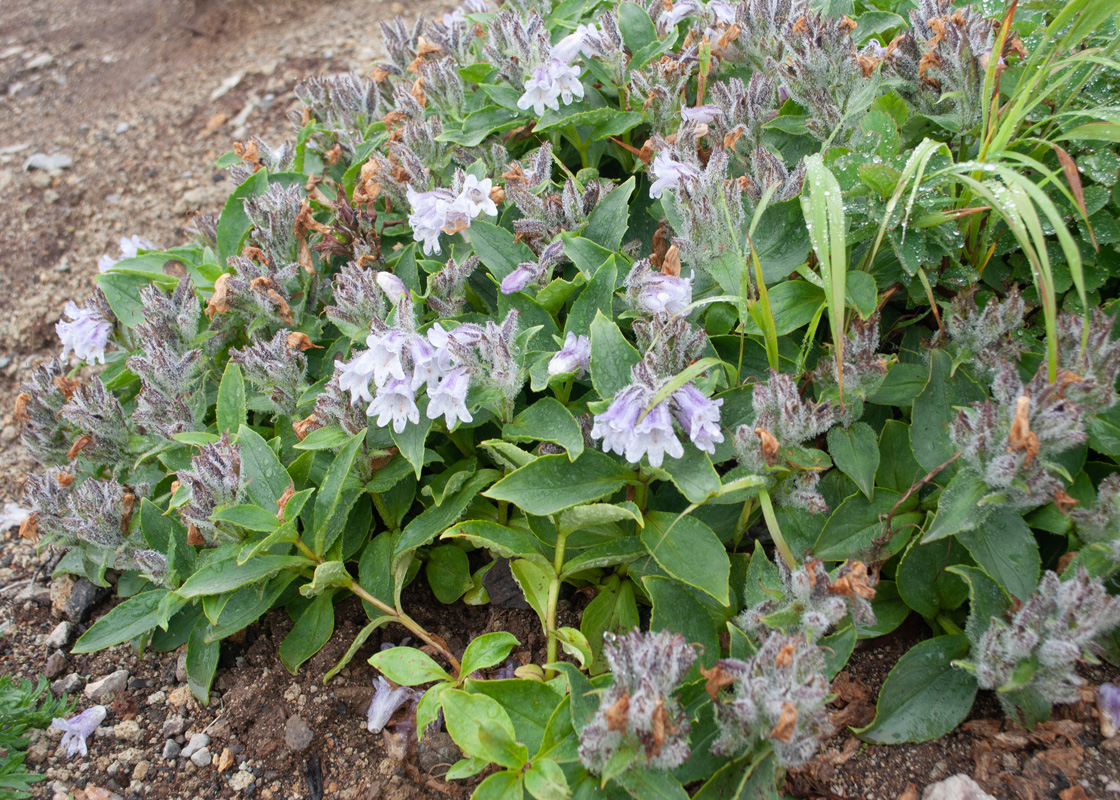 Image of Pennellianthus frutescens specimen.